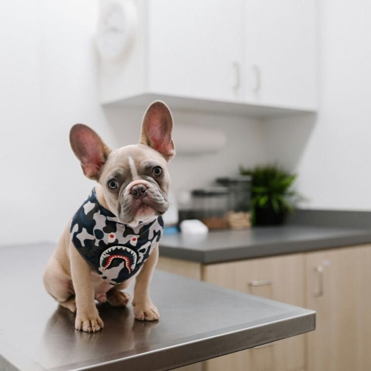 French bulldog inside a veterinary clinic fit out in Sydney
